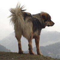 Bhutia Dog Breed