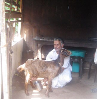ചായയ്ക്ക് ആളെത്തിയാല്‍ കറക്കാന്‍ ആട് റെഡി 