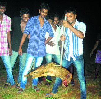 നാട്ടുകാരെ കടിച്ച കുറുക്കനെ തല്ലിക്കൊന്നു 