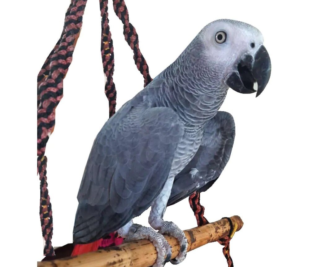 ammu parrot