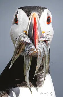 atlantic puffins
